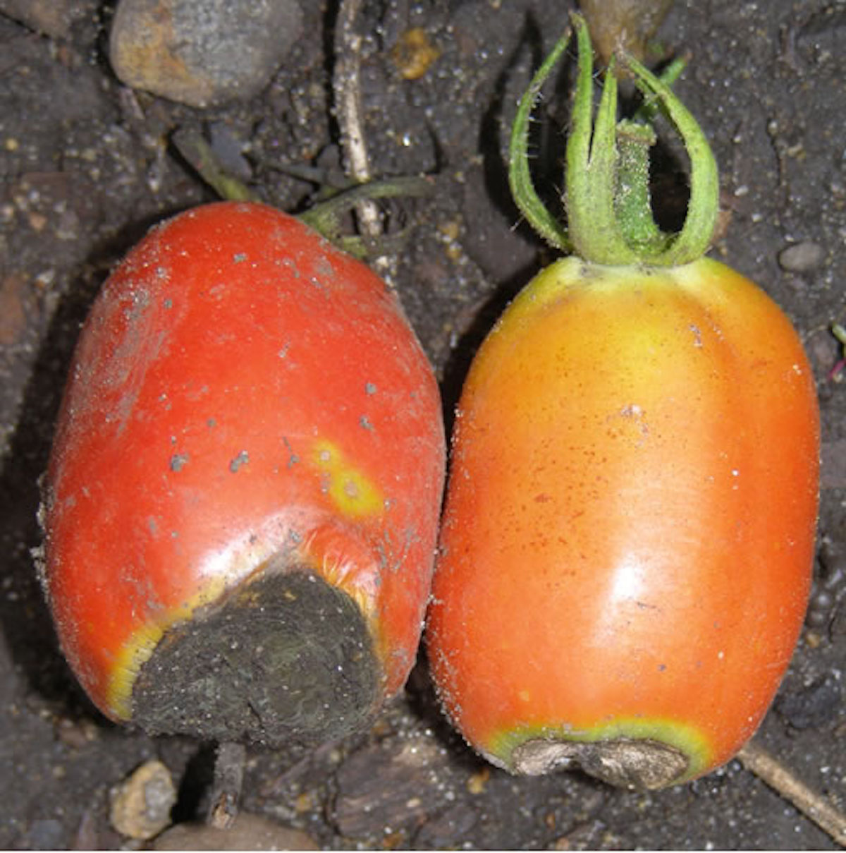 I pomodori a forma allungata sono più soggetti al marciume apicale
